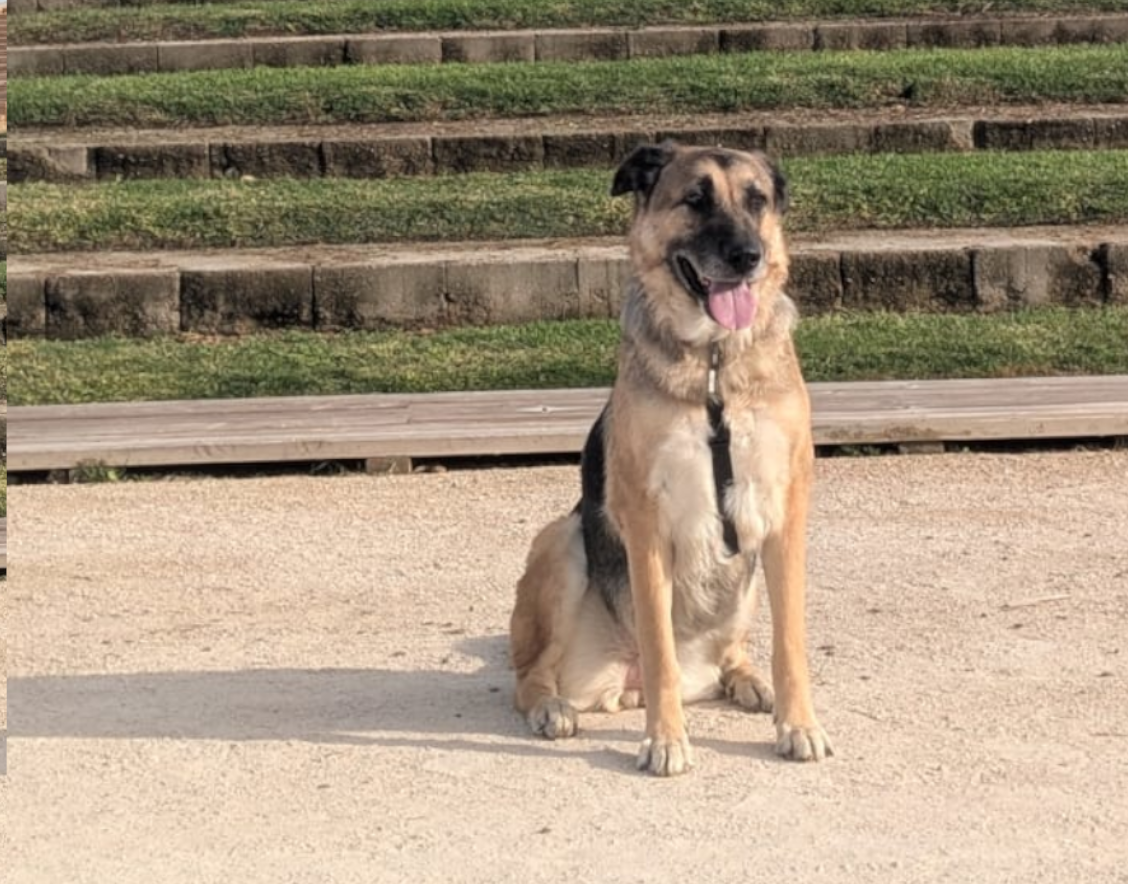 perro adiestrado